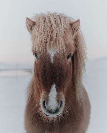 Portrait of an Icelandic horse in the snow.