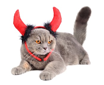 Portrait of British gray cat wearing a devil costume on white background
