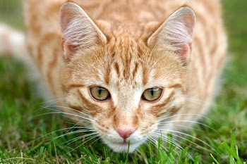 Portrait of Cat