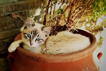 Portrait of Cat