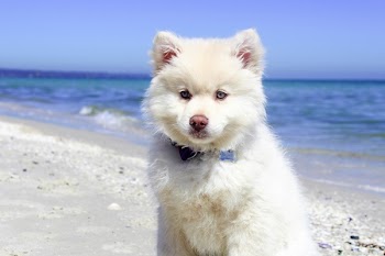 Portrait of Dog Standing on Beach