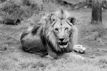 Portrait of Lion