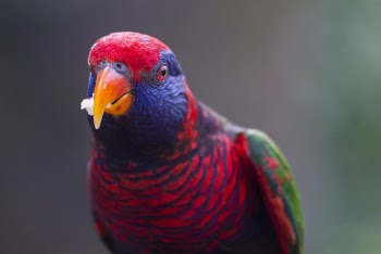Portrait Of Multicolored Bird