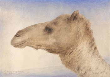 Portrait of the Artist's Dromedary | Free Photo - rawpixel