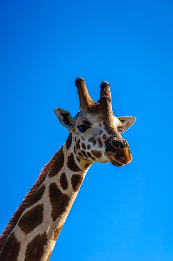 Portrait photo of a giraffe isolated on blue background