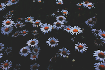 Portrait Photo of Daisy Flowers