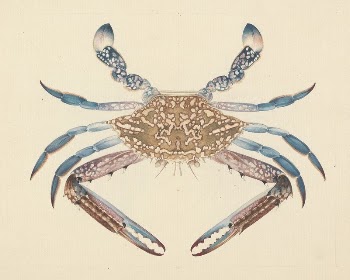Portunua pelagicus (Blue Crab) by Luigi | Free Photo - rawpixel