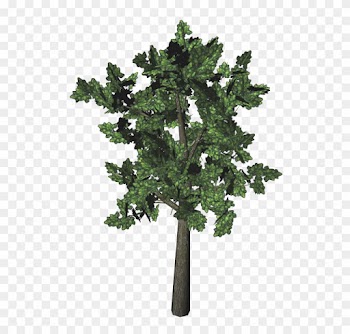 Post Oak Tree Leaves Download - Fiddle Leaf Fig Tree Fake