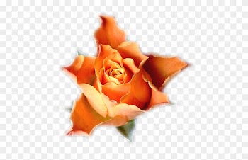 Postado Por Tubes De Flores Às - Garden Roses