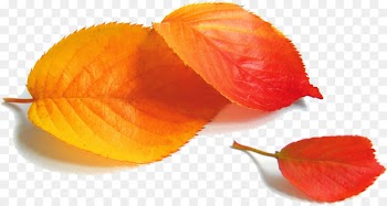 Poster Autumn POP - Red autumn leaves 