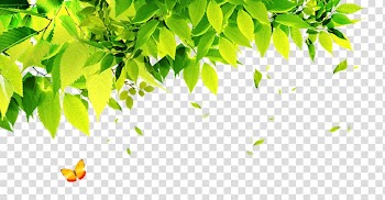 Poster , leaf transparent background PNG clipart