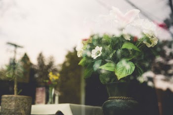 Pot Plant Reflection Free Photo 