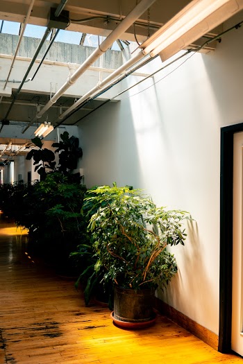 Pot Plants On A Hallway