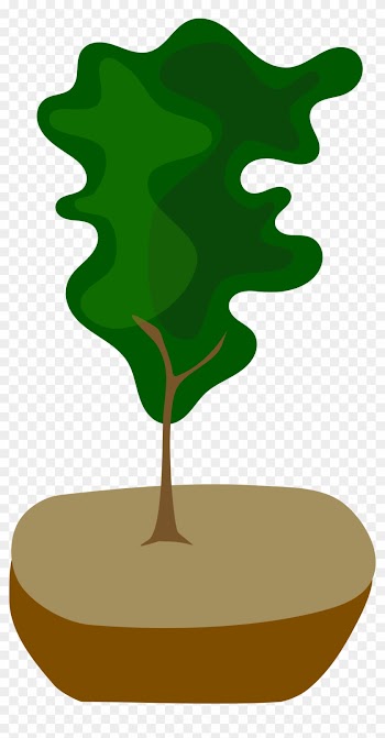Pot Tree, Bonsai, Nature, Pot - Bonsai