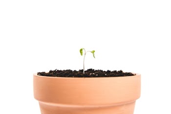Pot With A Single Sprout