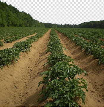 Potato Agriculture Vegetable Harvest Pixabay, Farm vegetable garden potato cultivation base transparent background PNG clipart