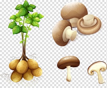 Potato Plant stem , hand painted vegetables transparent background PNG clipart