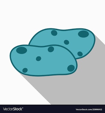 Potatoes isolated background vector image