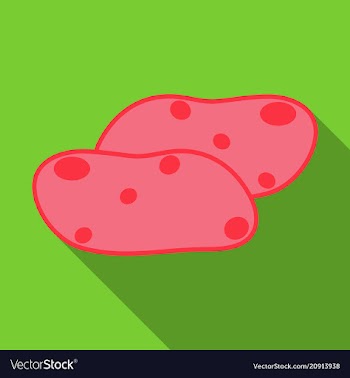 Potatoes isolated background vector image