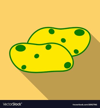 Potatoes isolated background vector image