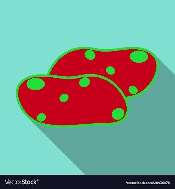 Potatoes isolated background vector image
