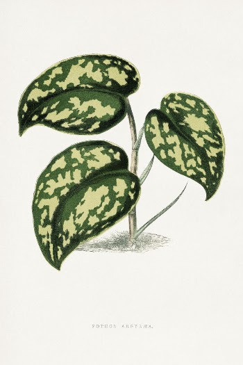 Pothos Argyraea leaf illustration from Les | Free Photo Illustration - rawpixel