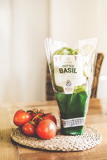 Potted Basil Plastic Pack Near Tomatoes on Place Mat