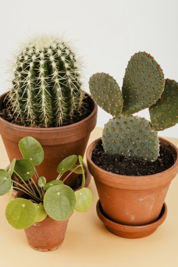 Potted Cacti and Potted Chinese Money Plant