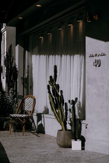 Potted Cacti Near a Wooden Chair