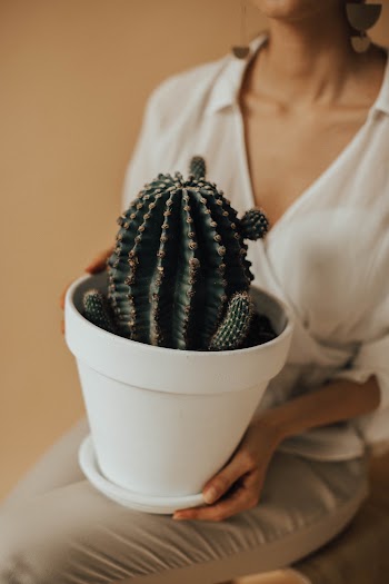 Potted Cactus