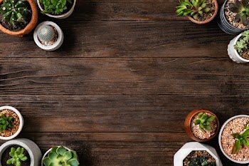Potted cactus and succulent background with… | Free stock photo | High Resolution image