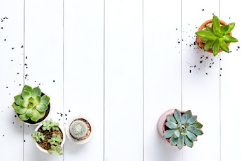 Potted cactus and succulent border flat lay… | Free stock photo | High Resolution image