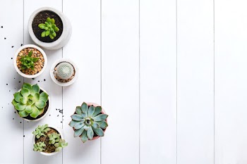 Potted cactus and succulent border flat lay… | Free stock photo | High Resolution image
