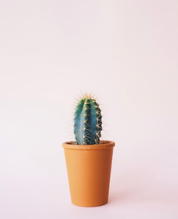 Potted cactus background. Original public | Free Photo - rawpixel