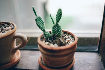 Potted cactus by the window. | Free Photo - rawpixel