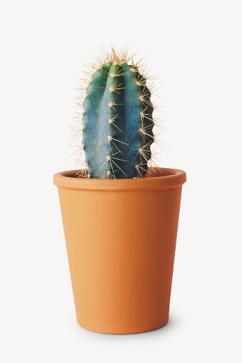 Potted cactus collage element, houseplant | Free PSD - rawpixel