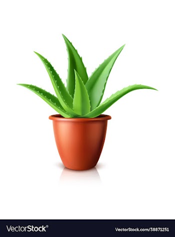potted cactus isolated on white background eps 10