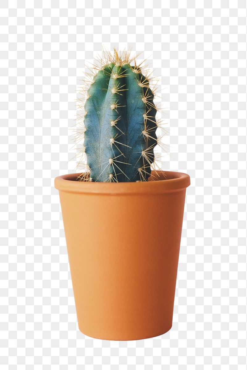 Potted cactus png sticker, transparent | Free PNG - rawpixel