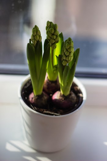 Potted Green Indoor Plant on White Surface