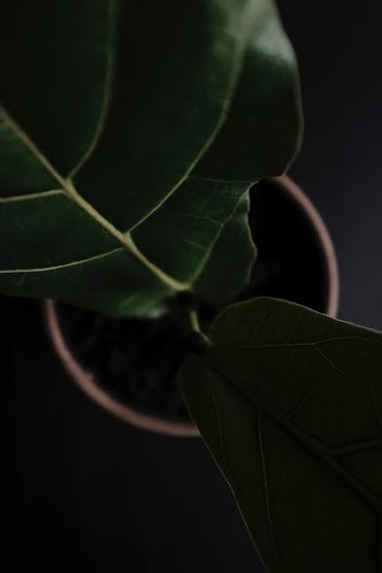 potted green leaf plant