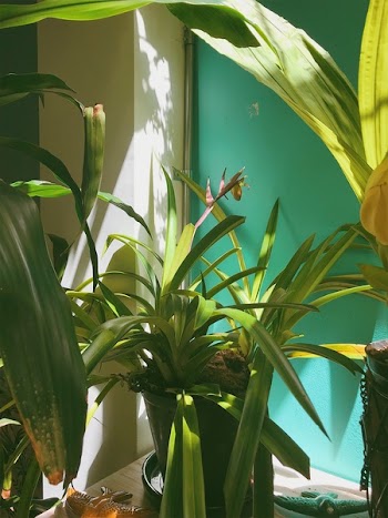 Potted Green Plant