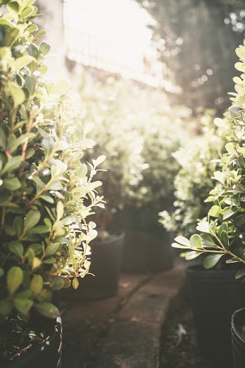 Potted Green Plants