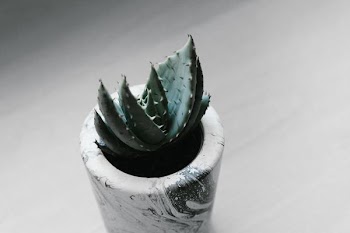 potted green succulent plant