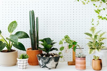 Potted houseplants on the table in white… | Free stock photo | High Resolution image