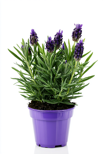 Potted Lavender Plant on White Background