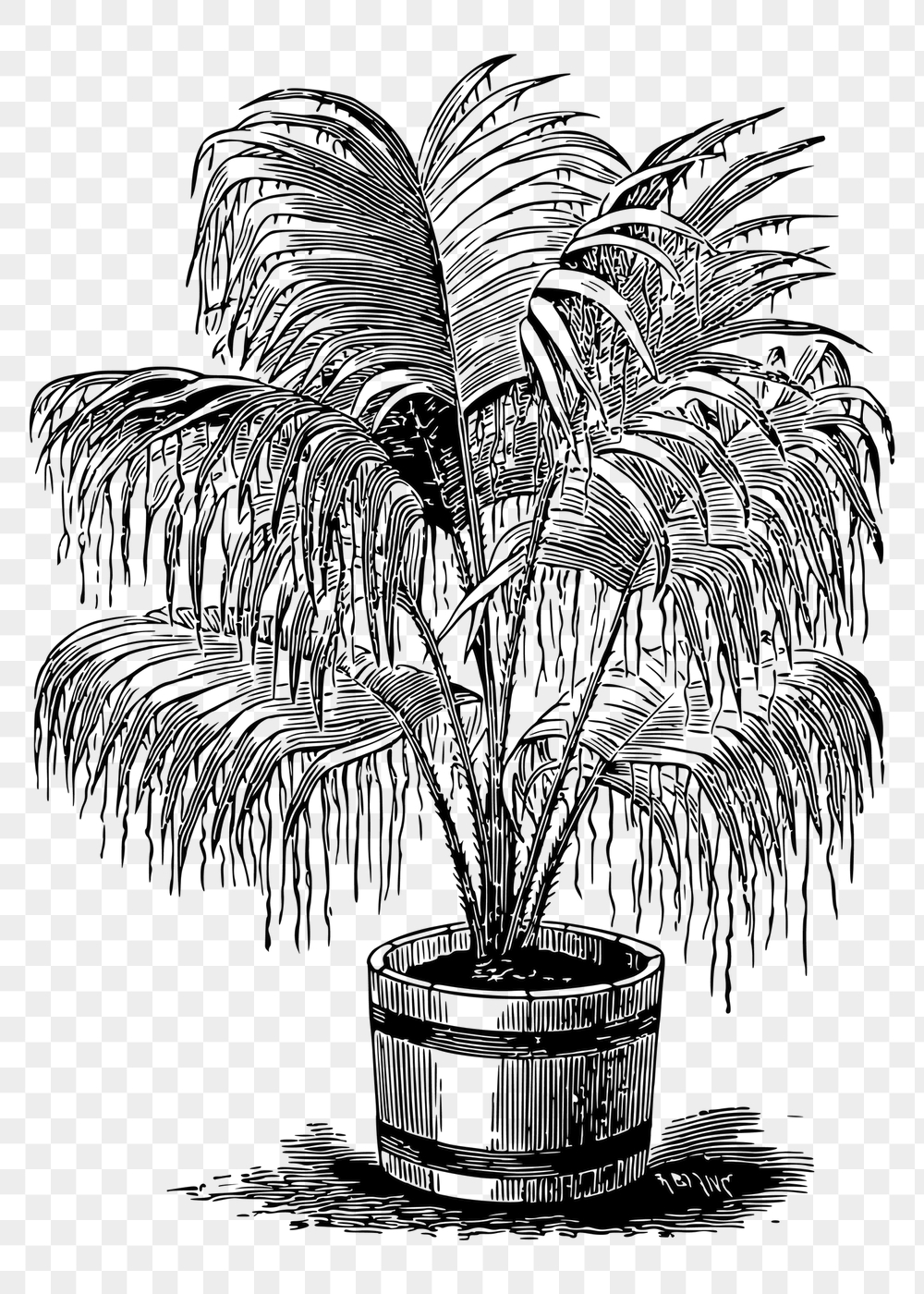 Potted palm png sticker, vintage | Free PNG - rawpixel