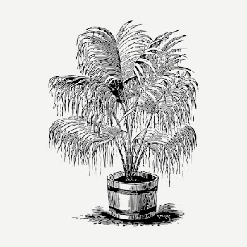 Potted palm tree drawing, vintage | Free PSD - rawpixel