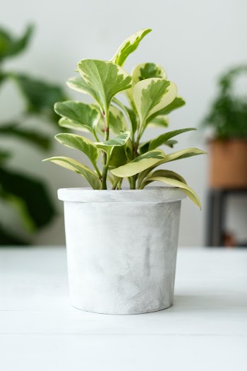 Potted peperomia white plant in the house | Free stock photo | High Resolution image