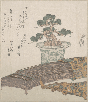 Potted Pine Tree and Koto | Free Photo - rawpixel