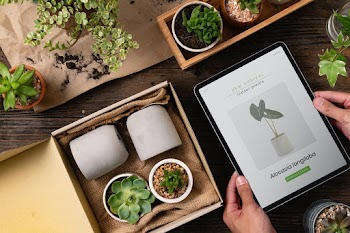 Potted plant delivery from an online business | Free stock photo | High Resolution image